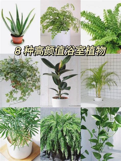 浴室 盆栽|浴室植物怎麼挑？8種耐陰好養盆栽妝點你的。